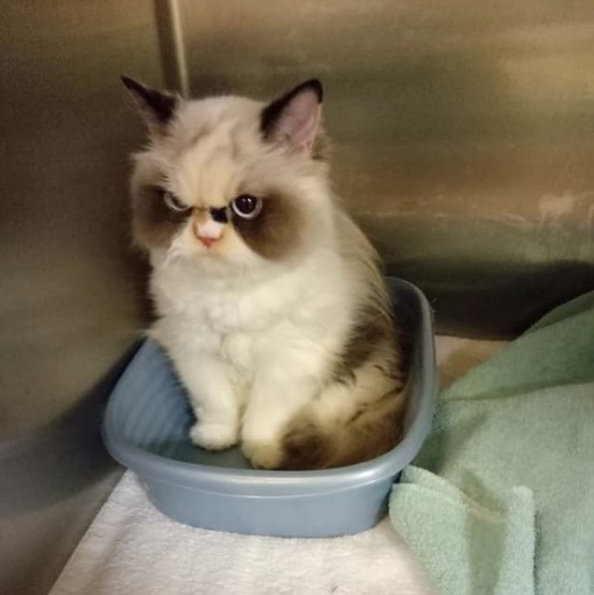 Nuevo Grumpy Cat