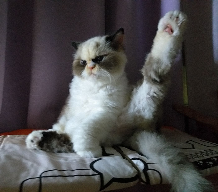 El nuevo Grumpy Cat