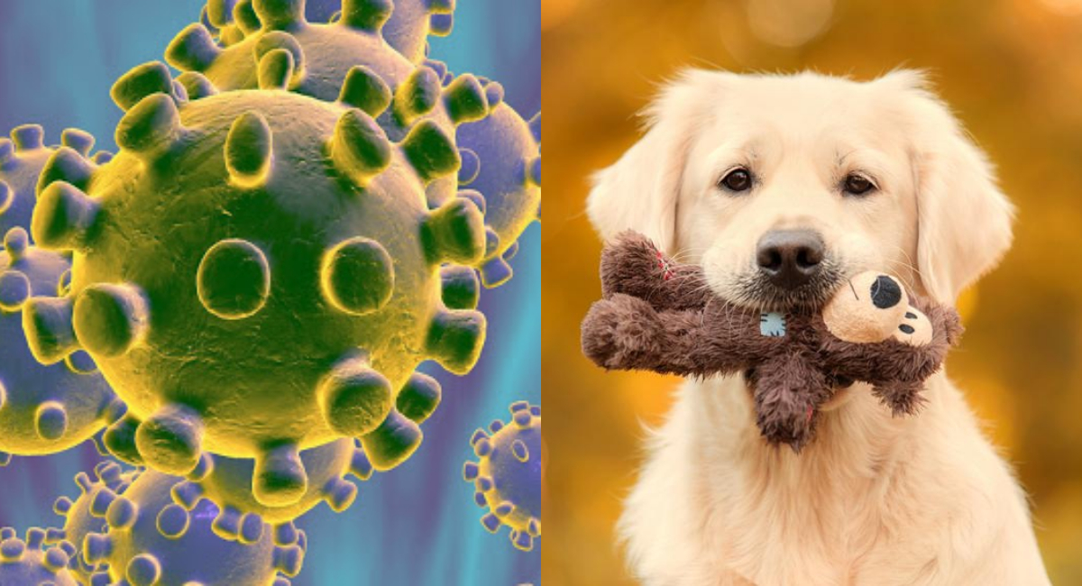Cómo prevenir que tu perro se contagie de coronavirus