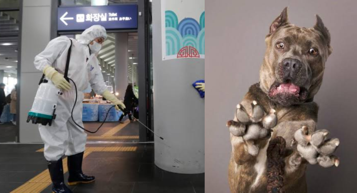 China ordena sacrificar mascotas por crisis de Coronavirus