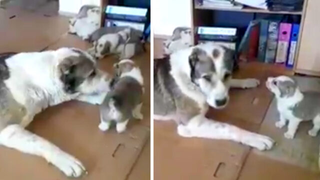 Video: Perrito rebelde le contesta a su mamá en pleno regaño