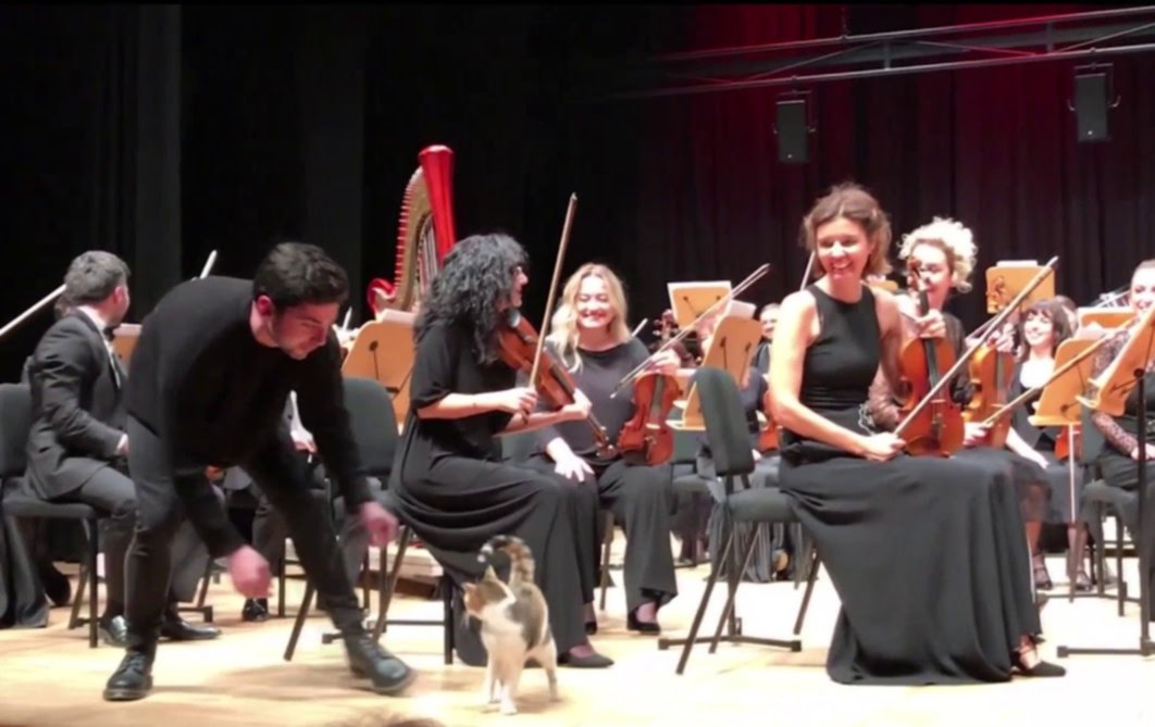 Video; Gato interrumpe concierto de música clásica en vivo