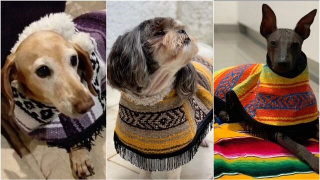 Foto Guaguarongos Perros 15 Febrero 2020