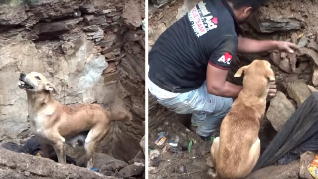 Perrita rescata a sus cachorros removiendo piedras