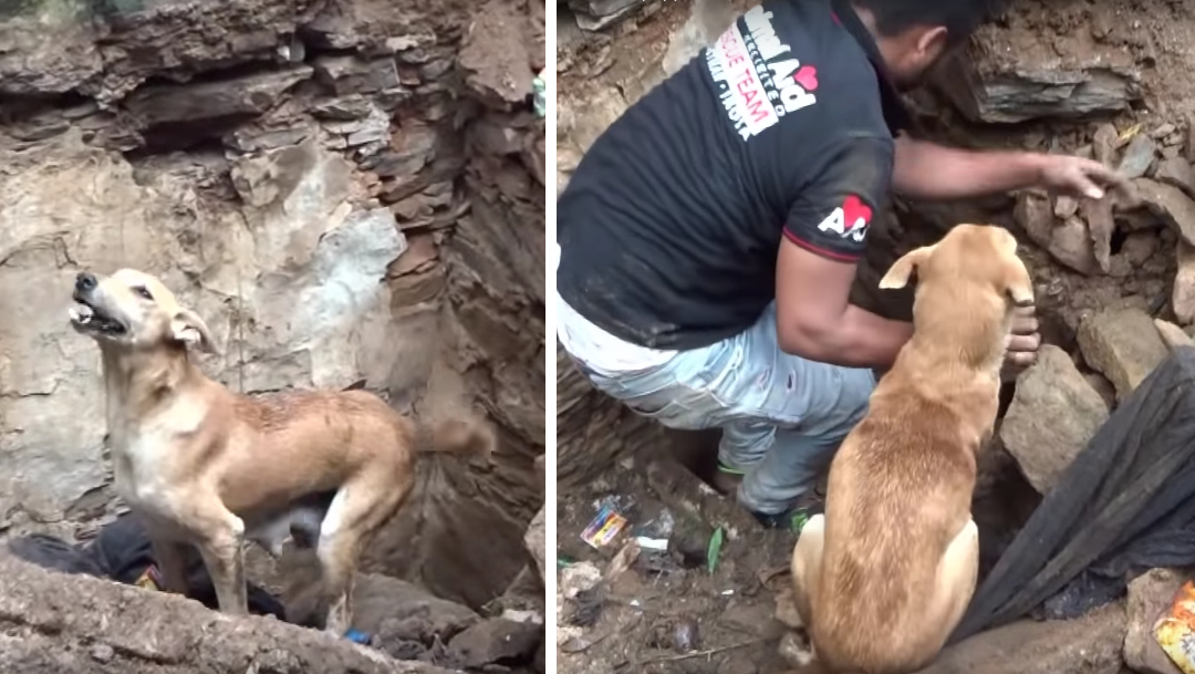 Perrita rescata a sus cachorros removiendo piedras
