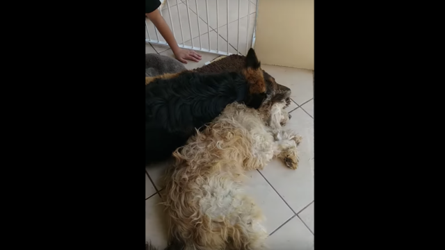 Foto Perro Llora Amigo 8 Febrero 2020