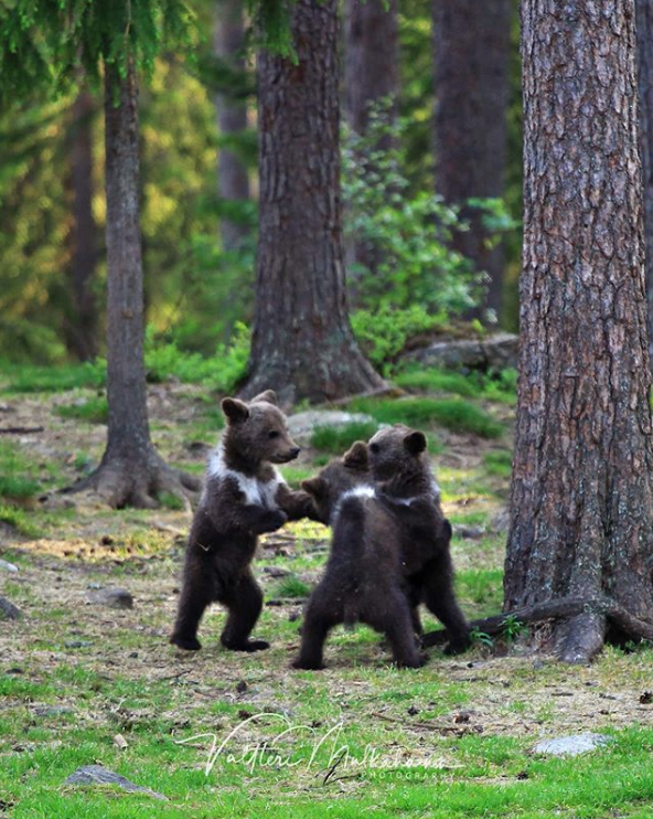 Difunden fotos de ositos bailando en el bosque
