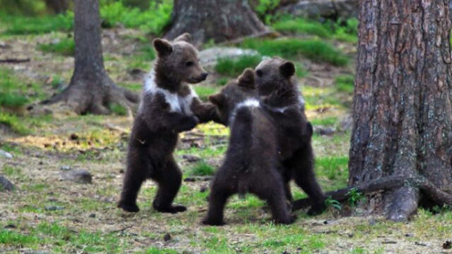 Captan a tres ositos bebé bailando en círculo en el bosque