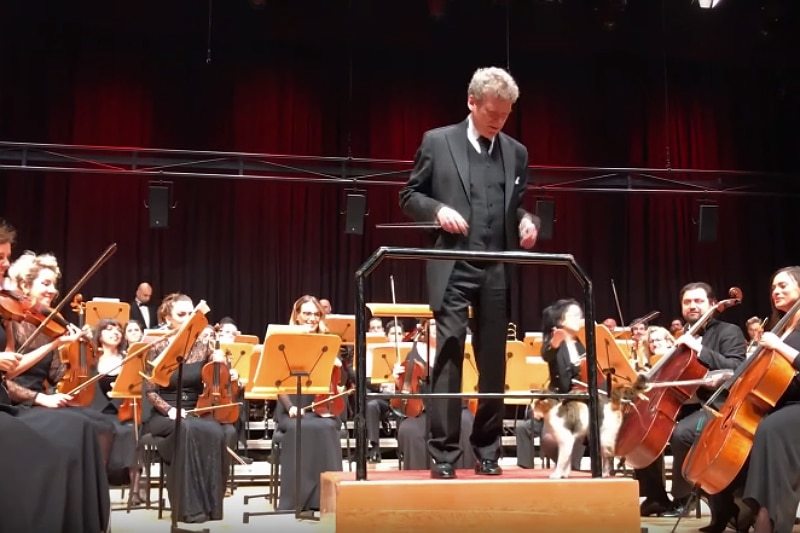 Video; Gato interrumpe concierto de música clásica en vivo