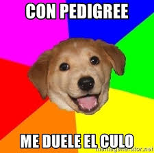 Memes pedigree malo para perros