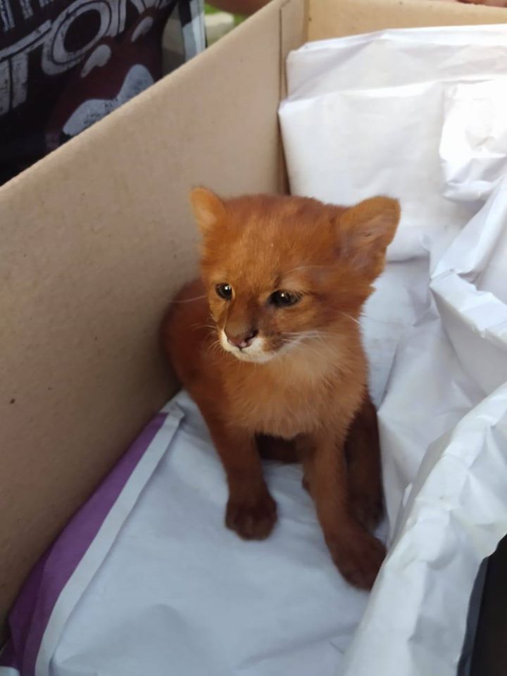 Mujer adopta gatito que resultó ser un puma salvaje