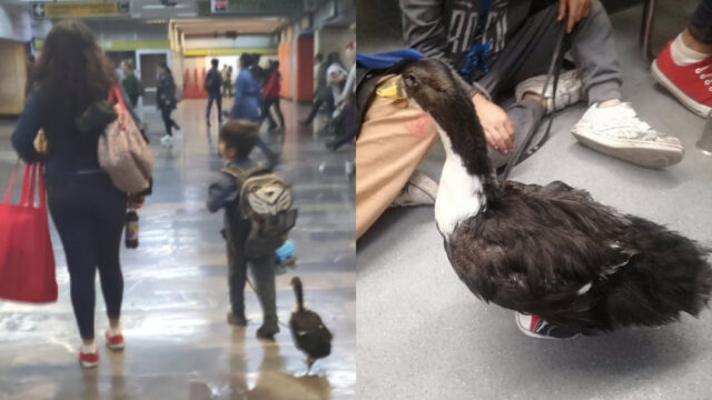 Pato con tenis en el metro de la cdmx fotos y videos