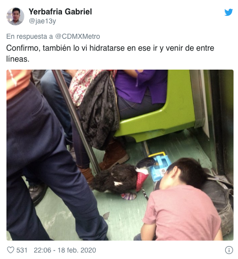 pato con tenis bruna en el metro de la cdmx