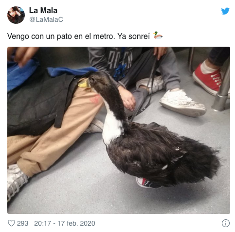 pato con tenis bruna en el metro de la cdmx