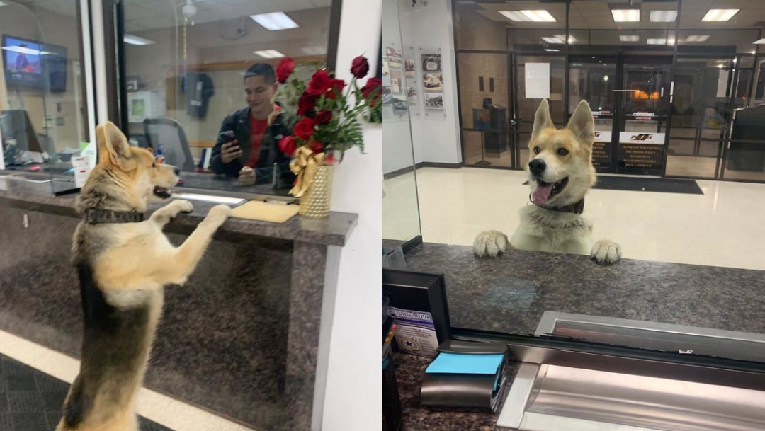 Este perro llegó a la policía a reportarse como desaparecido