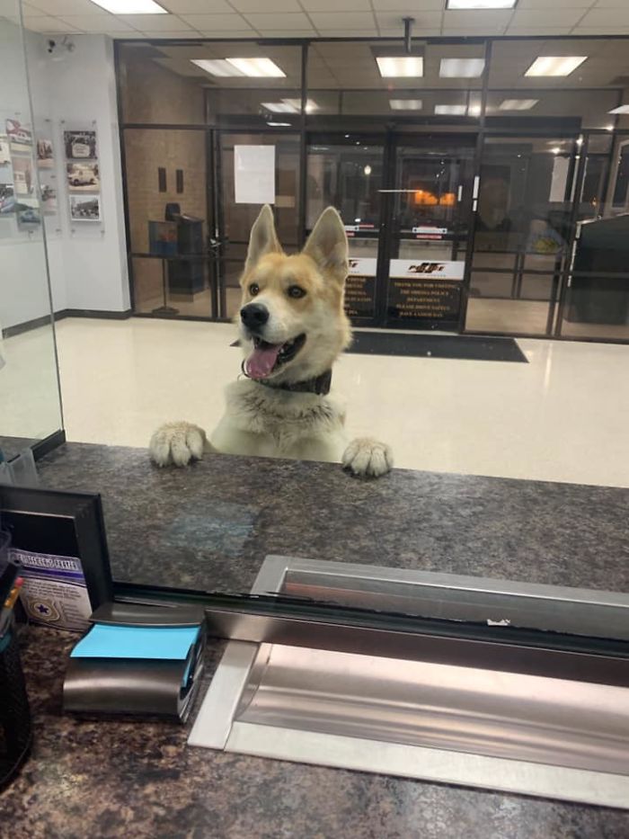 Perro reporta su desaparición en la policía