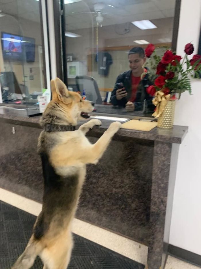 Perrito se reporta como desaparecido en la policía