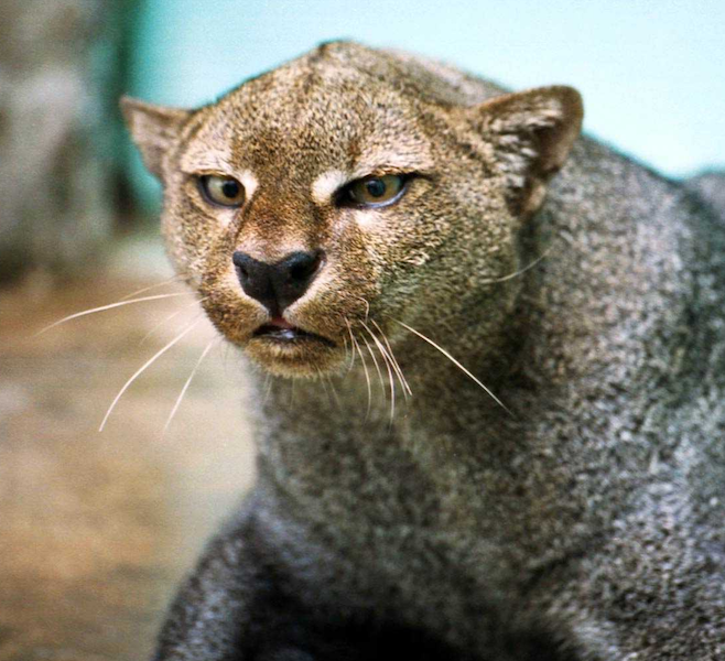 Mujer rescata un gatito bebé que resultó ser un puma