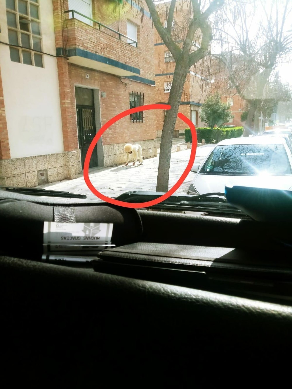 Se disfraza de perro para evitar la cuarentena en España