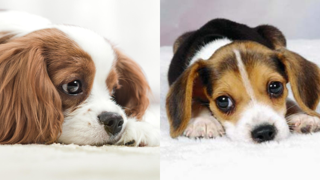 Síntomas y causas de la sordera en perros