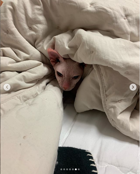 Heechul cuidó a Goblin el gato de Sulli, después de suicidio