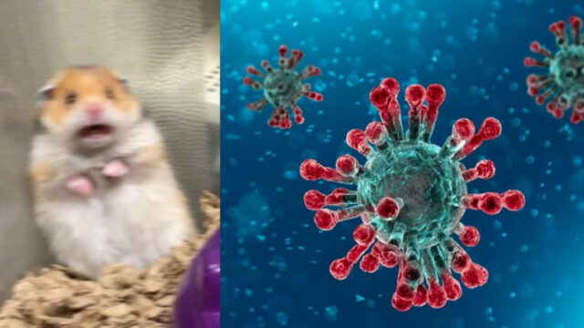 Estrés incrementa posibilidades de contagio de coronavirus