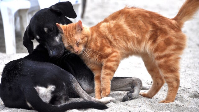 Proponen cÃ¡rcel para quien abandone a perros y gatos
