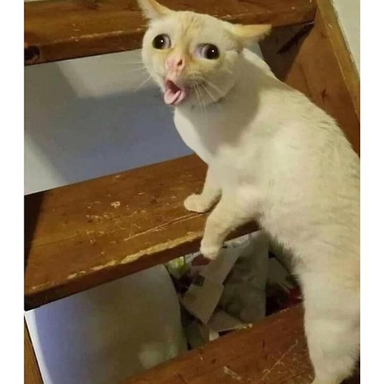 gato vomitando meme