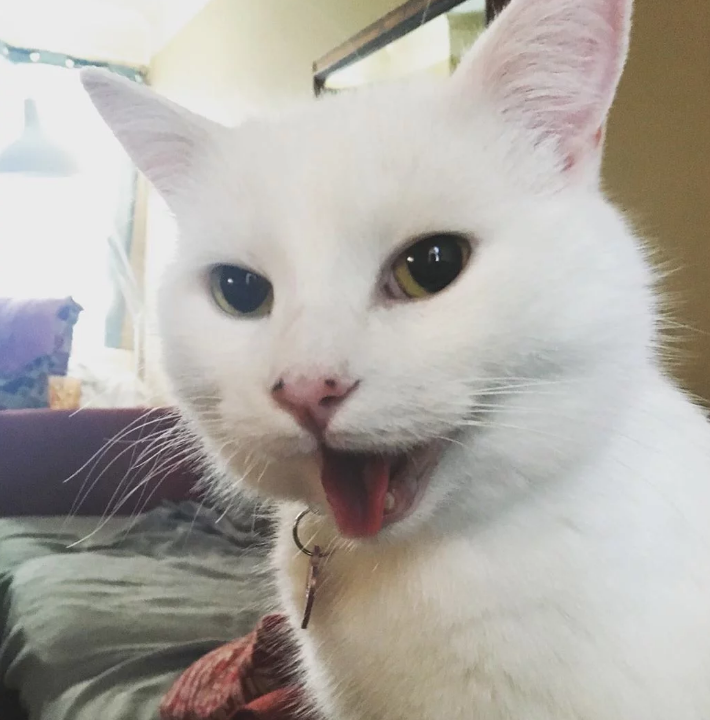 meme gato feliz
