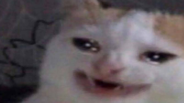 meme gato llorando