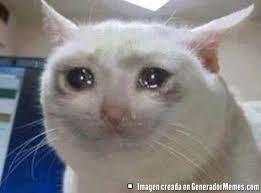meme gato llorando