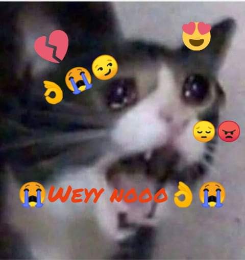 meme gato wey no