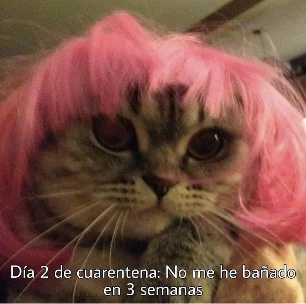 Memes de la cuarentena por Coronavirus