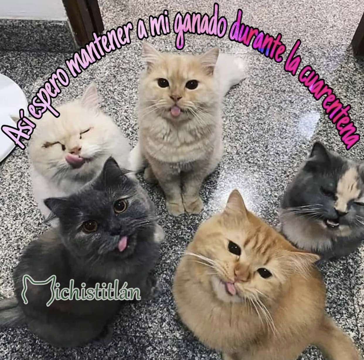 Memes de la cuarentena por Coronavirus
