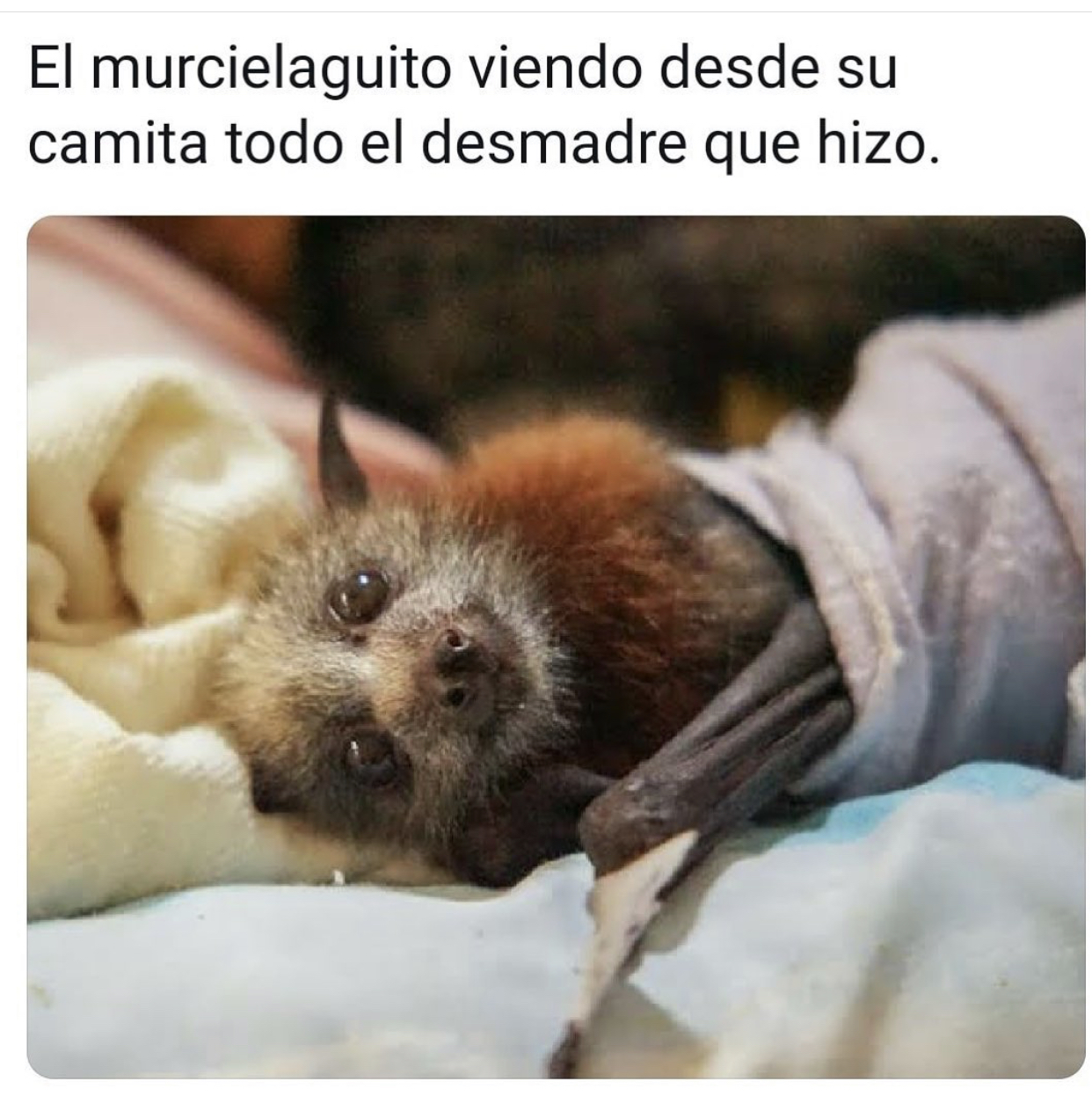 Memes de la cuarentena por Coronavirus