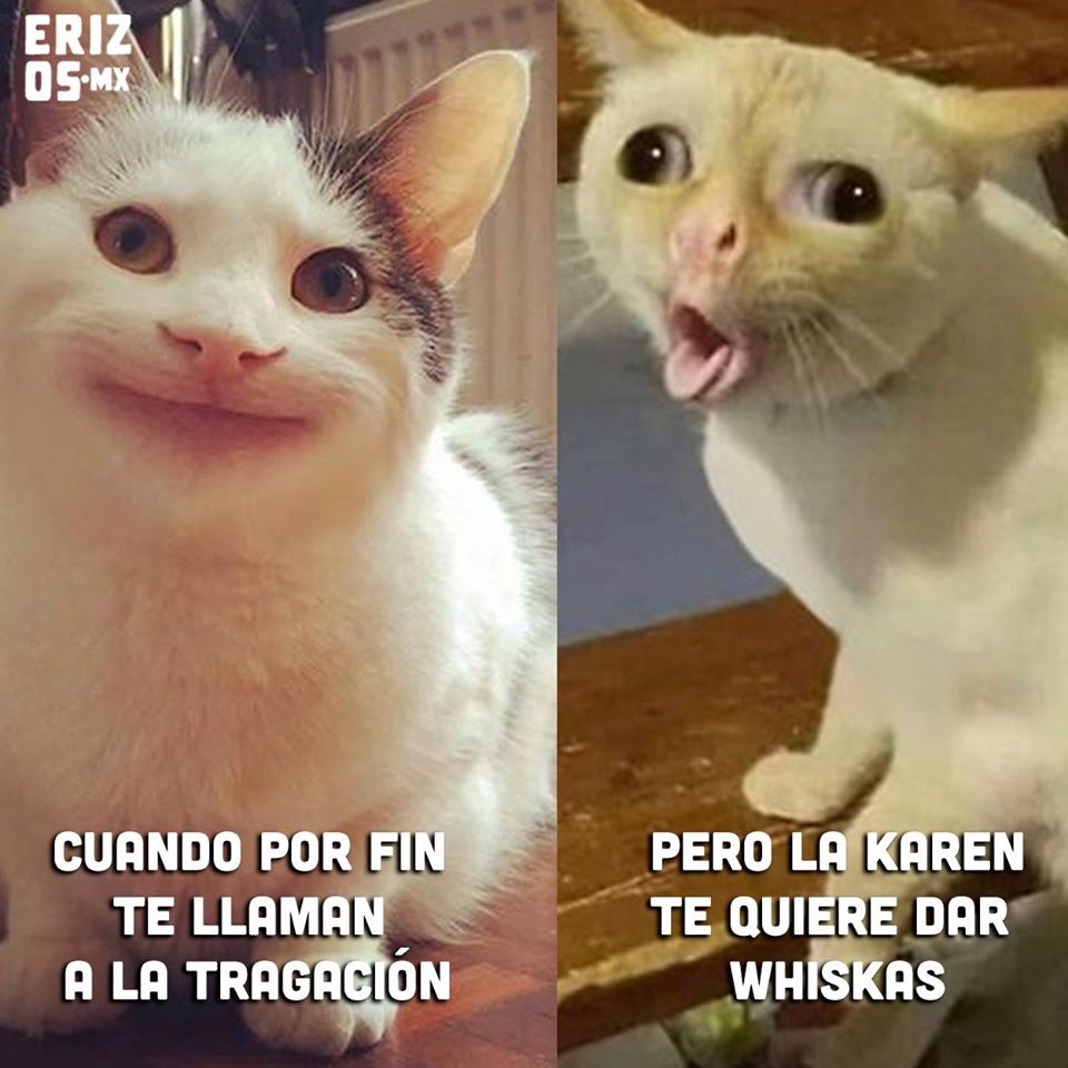meme gatos whiskas
