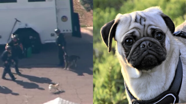 Perro pug intenta pelear con perro policía y se hace viral