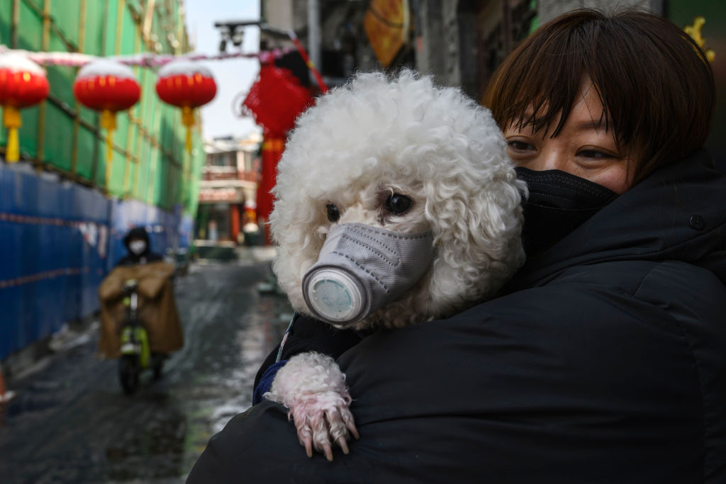 Muere el primer perro con coronavirus