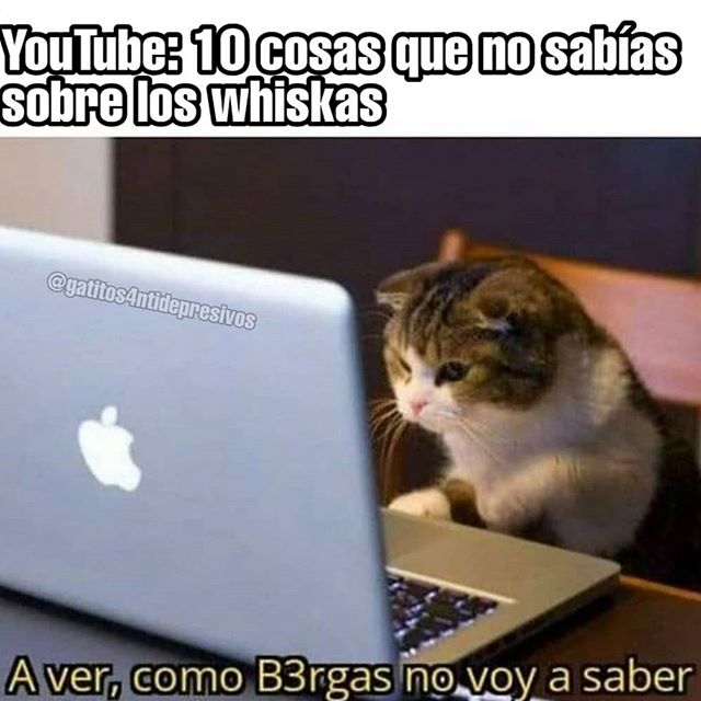 Whiskas alimento malo para los gatos