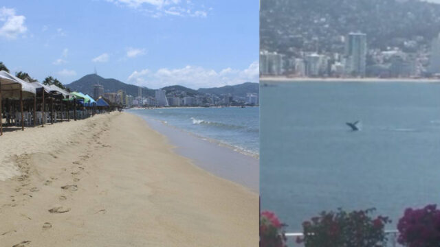 Avistan ballena en Acapulco tras cuarentena de coronavirus