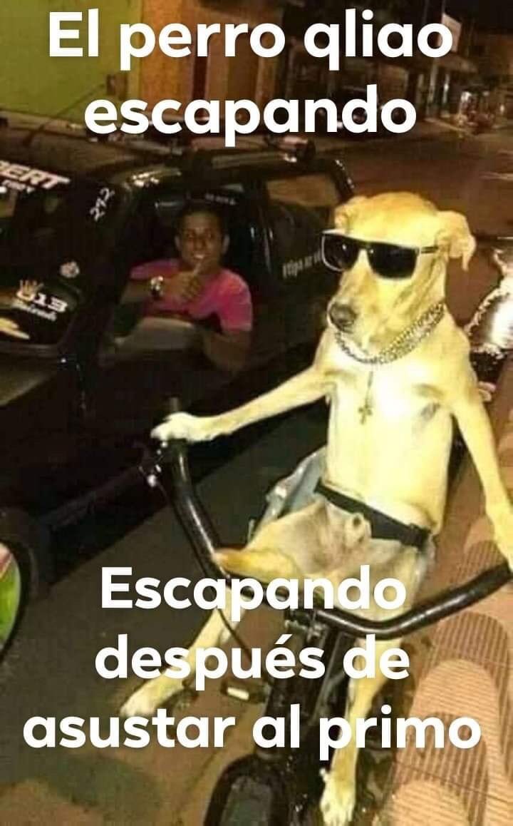 Memes del perro comiendo cereal con cuchara