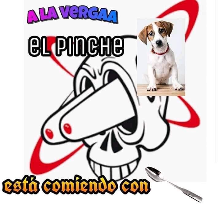 Memes del perro comiendo cereal con cuchara