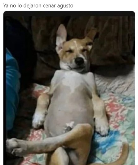 Memes del perro comiendo cereal con cuchara
