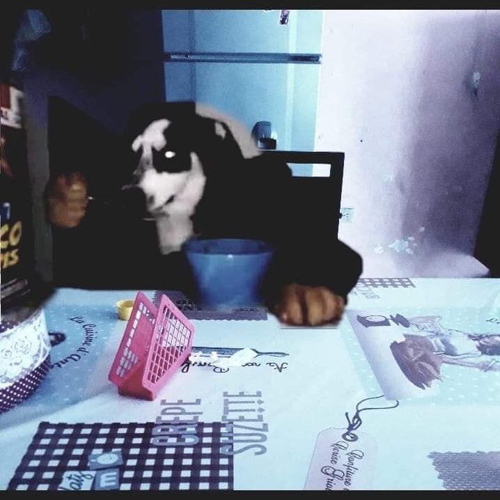 Memes del perro comiendo cereal con cuchara