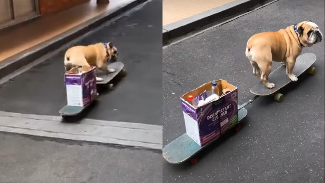 Perro va por despensa en patineta en video viral en TikTok