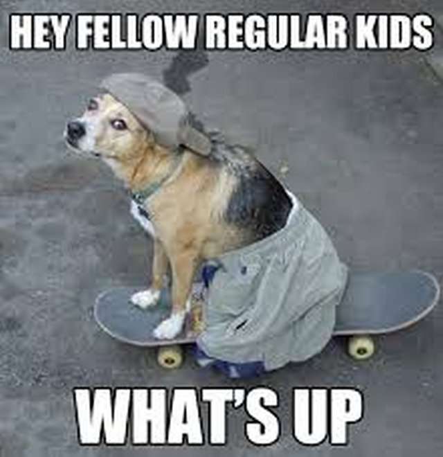 Perro va por la despensa en patineta