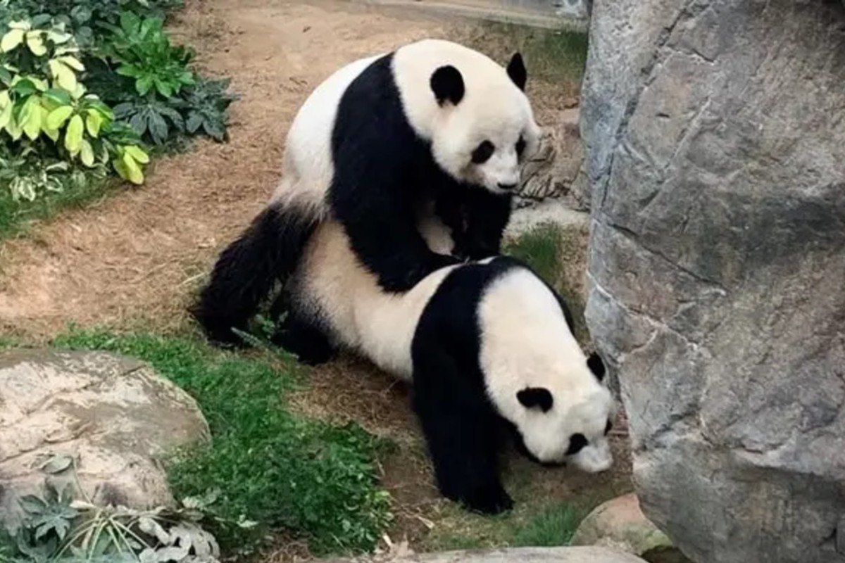 pareja de osos copulando privacidad por coronavirus