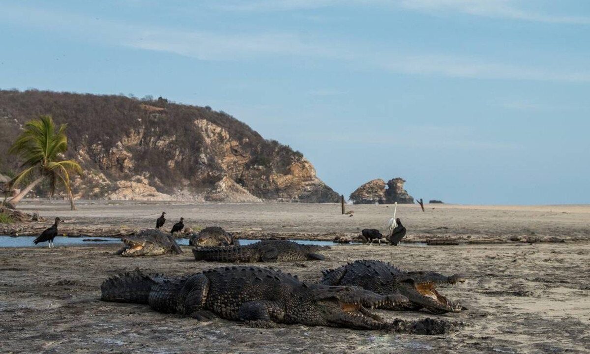 cocodrilos en las playas de oaxaca
