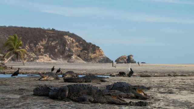 cocodrilos en las playas de oaxaca