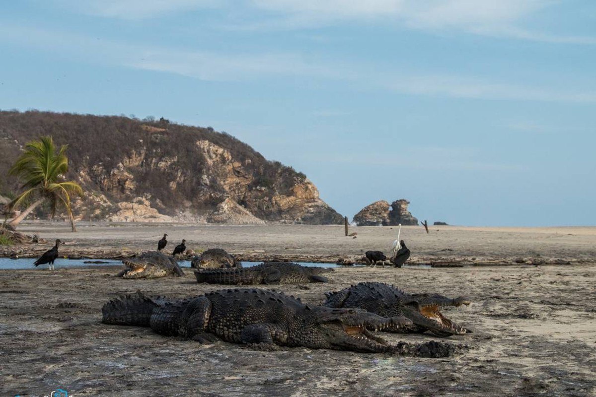 cocodrilos en las playas de oaxaca
